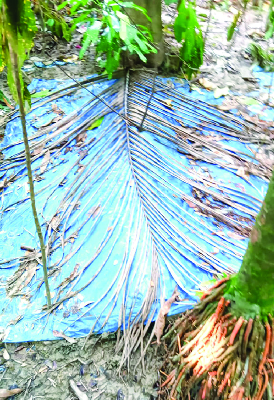 Image of মো: রাকিব হাসান